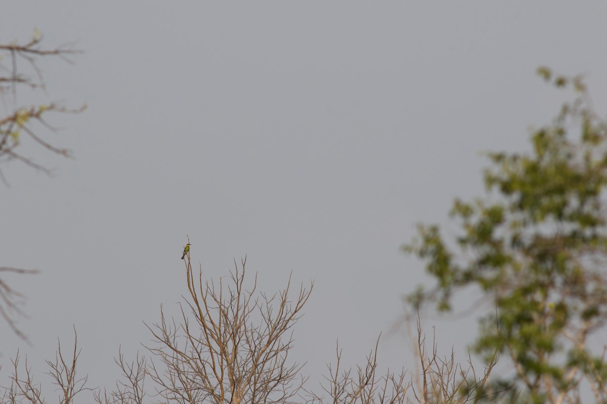 Chestnut-headed Bee-eater - ML624217572