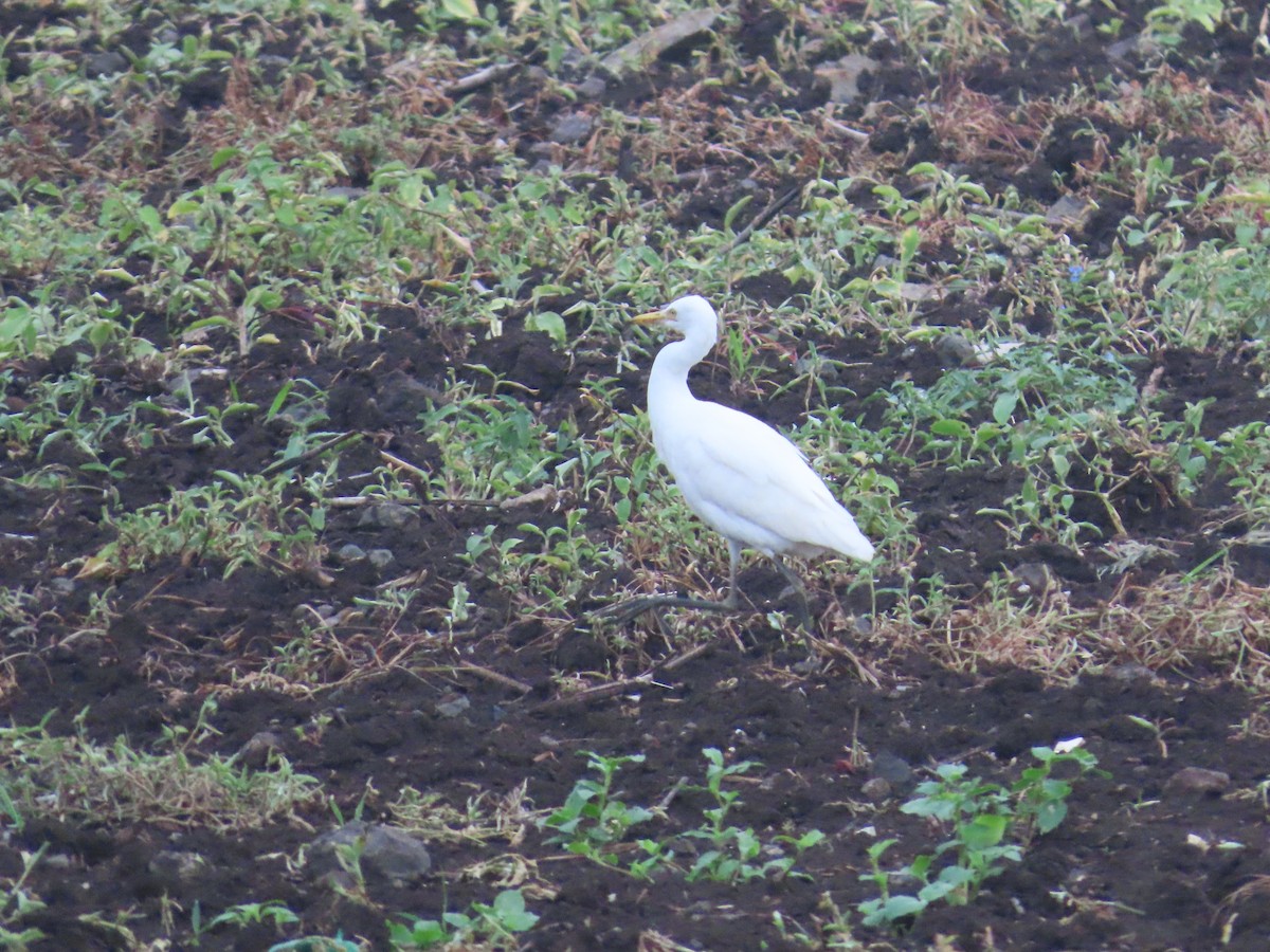 Eastern Cattle Egret - ML624217573