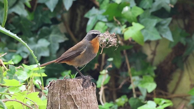 Cape Robin-Chat - ML624217574