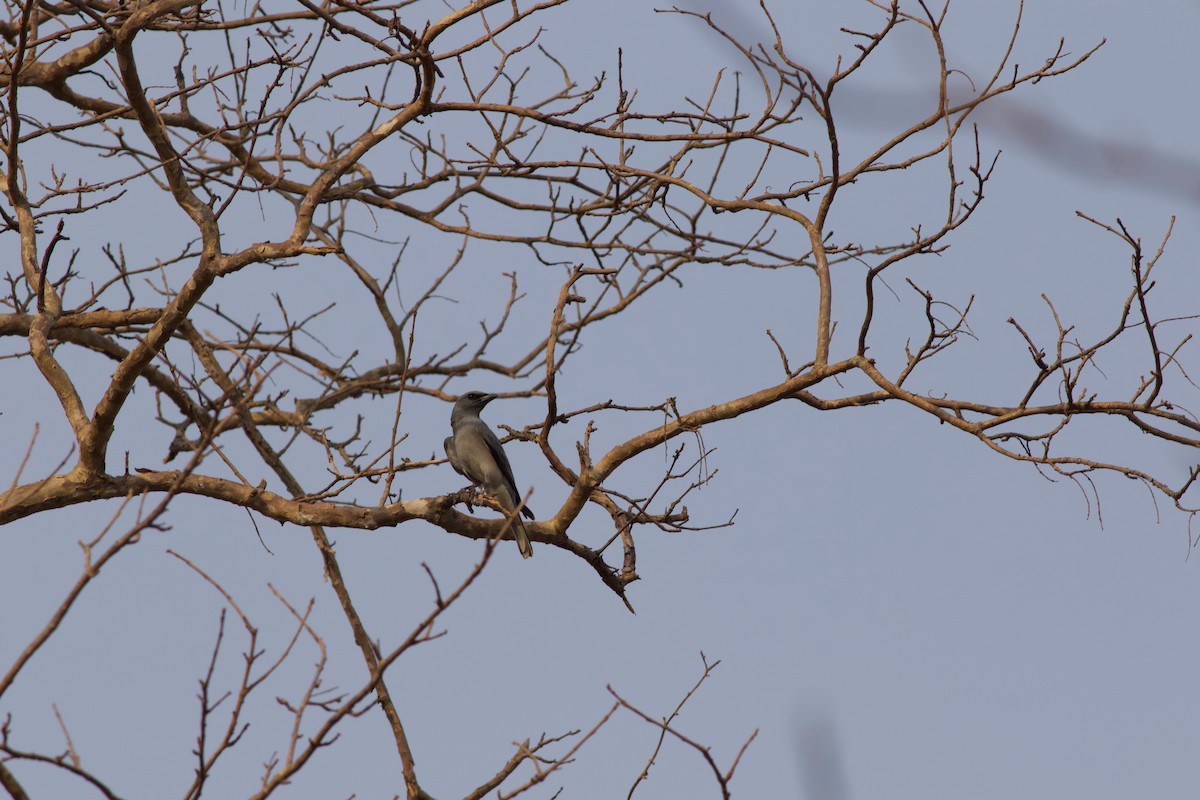 Large Cuckooshrike - Laura Whitaker