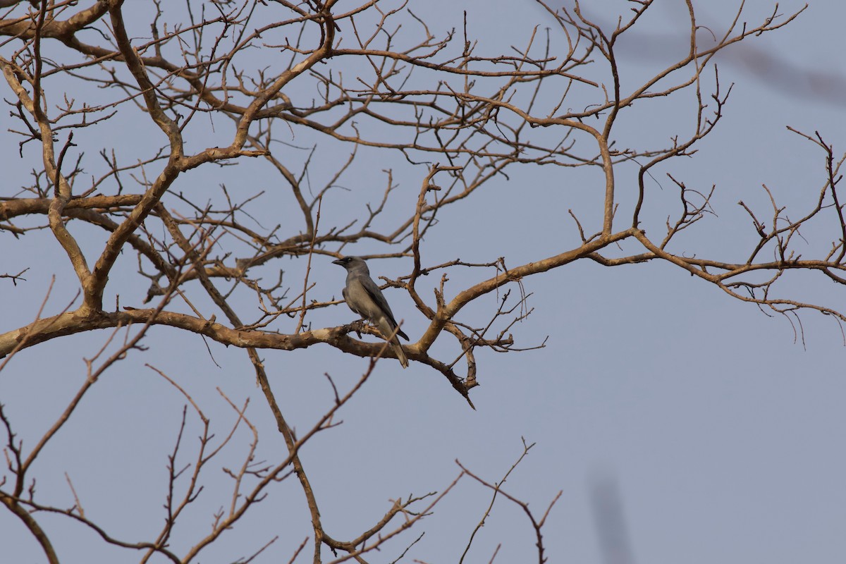 Large Cuckooshrike - ML624217576