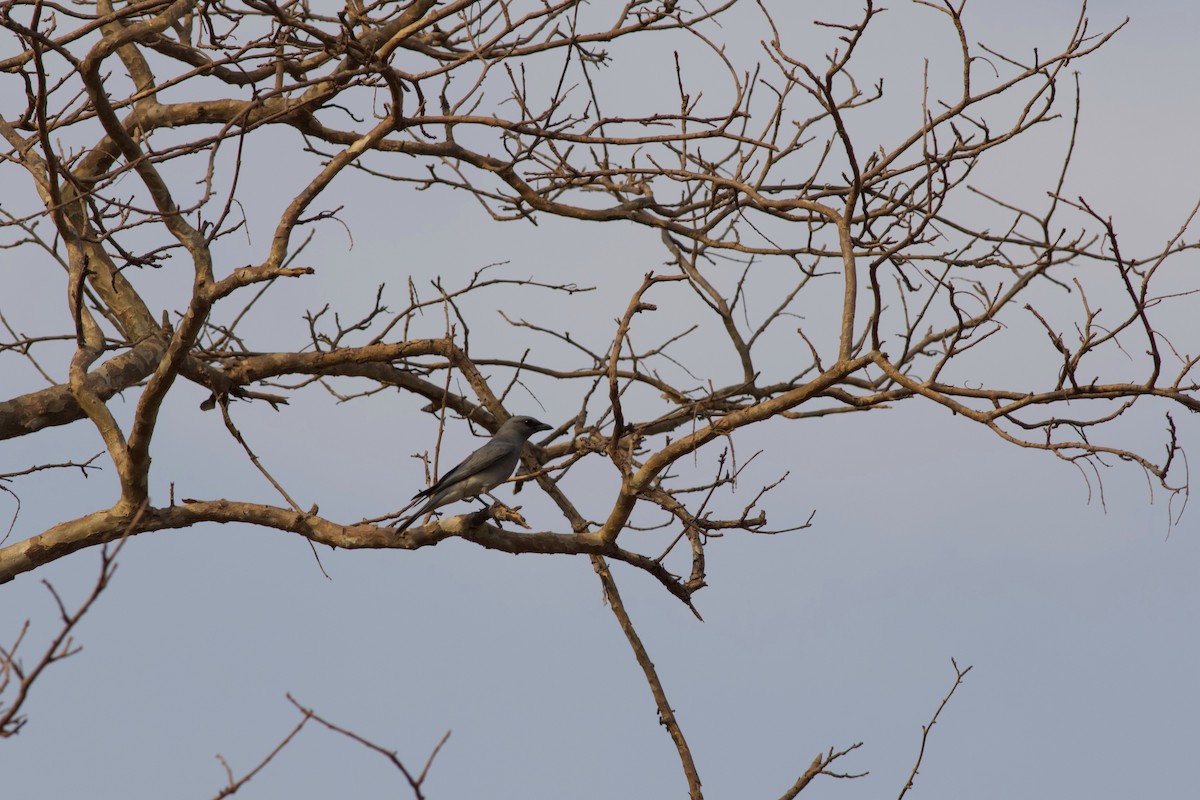 Large Cuckooshrike - ML624217577