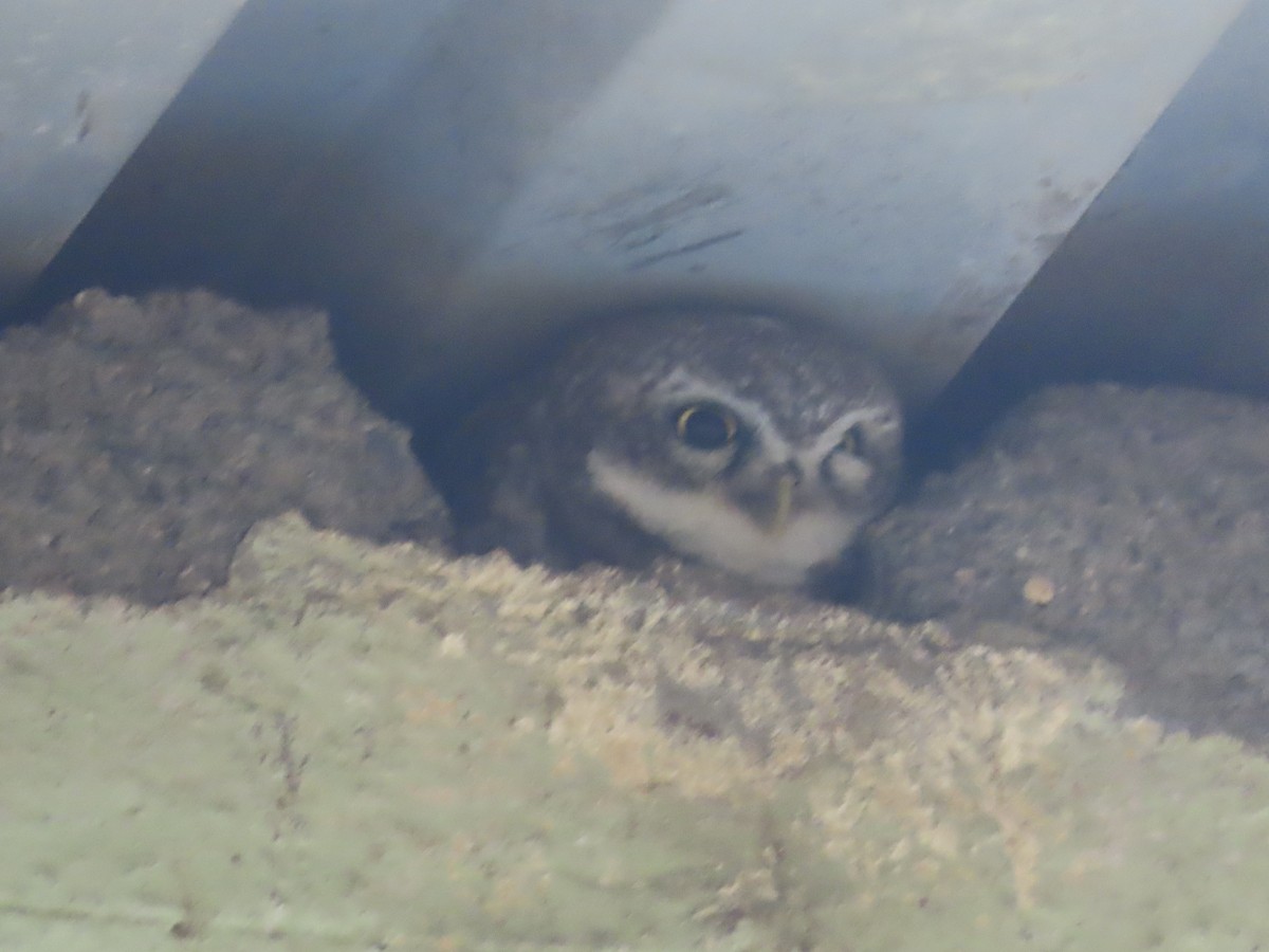 Spotted Owlet - ML624217579