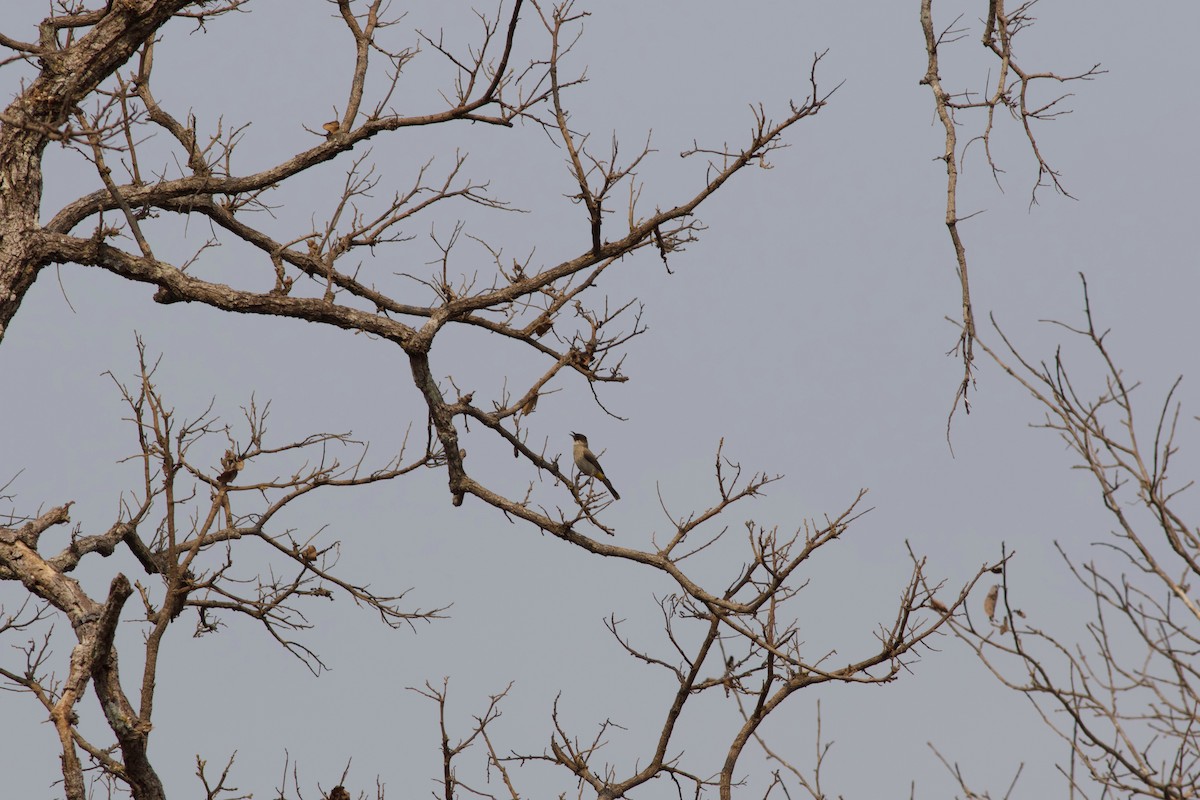 Sooty-headed Bulbul - ML624217581