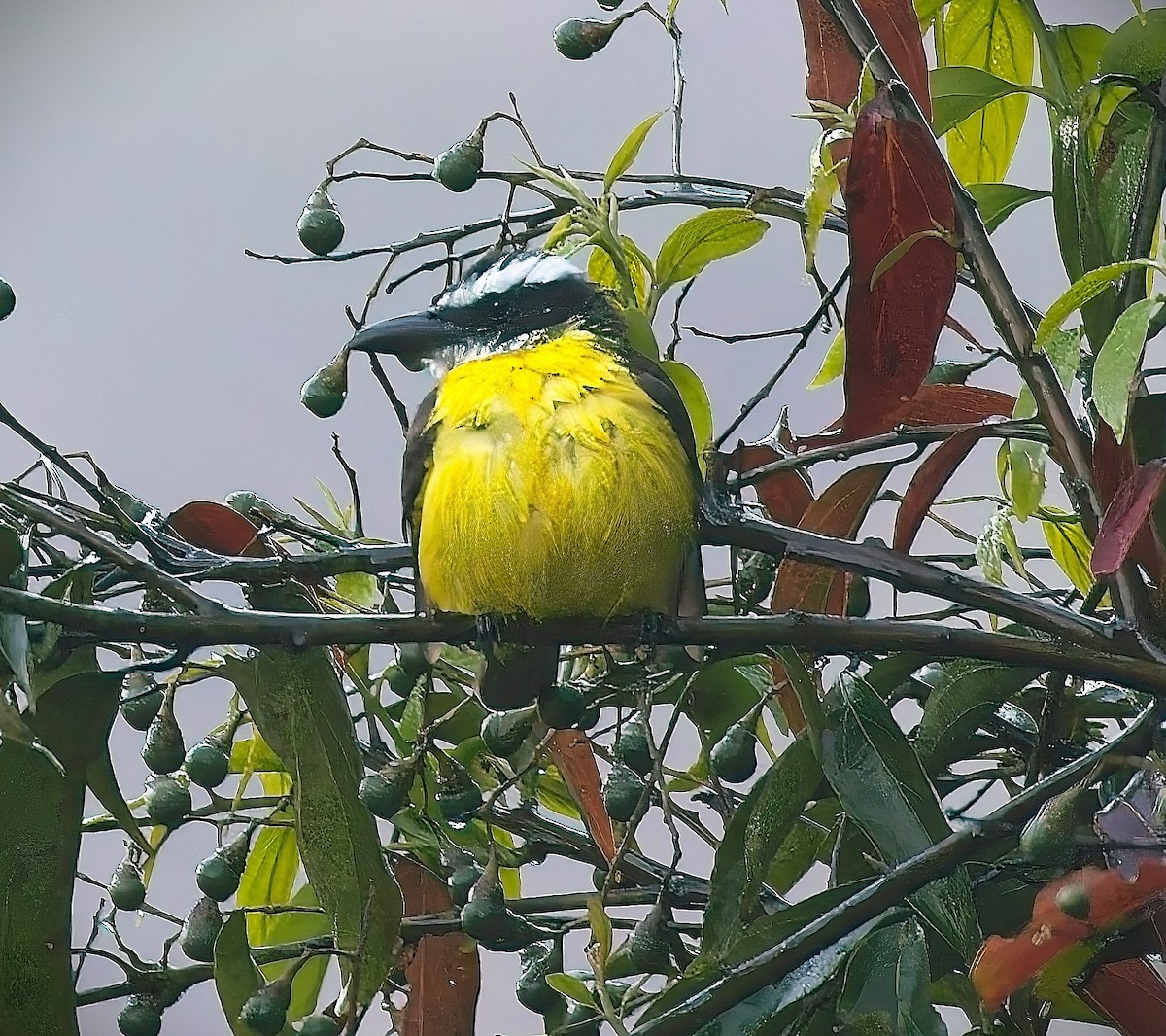 Boat-billed Flycatcher - ML624217582