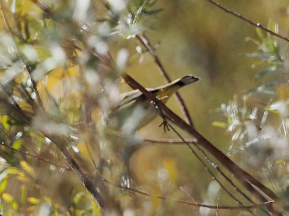 Palm Warbler - ML624217585