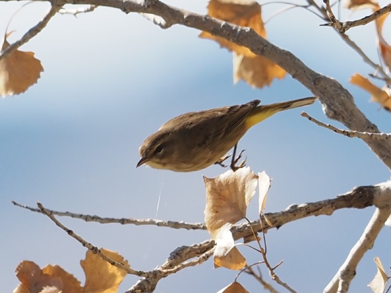 Palm Warbler - ML624217586