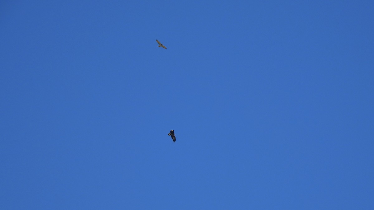 Short-toed Snake-Eagle - Bruno Caula