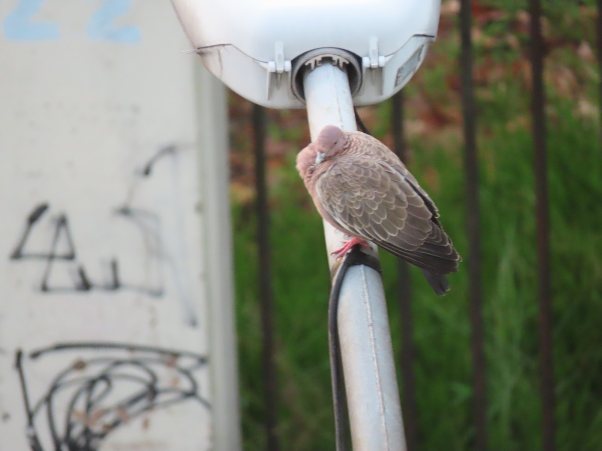 Picazuro Pigeon - ML624217589