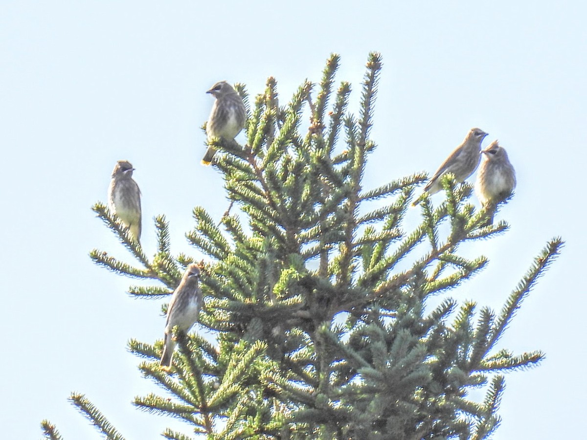 Cedar Waxwing - ML624217590