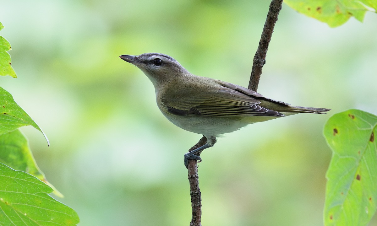 rødøyevireo - ML624217591