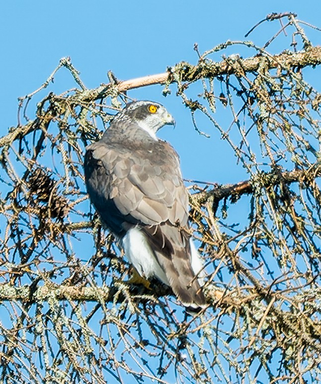 Eurasian Goshawk - ML624217592