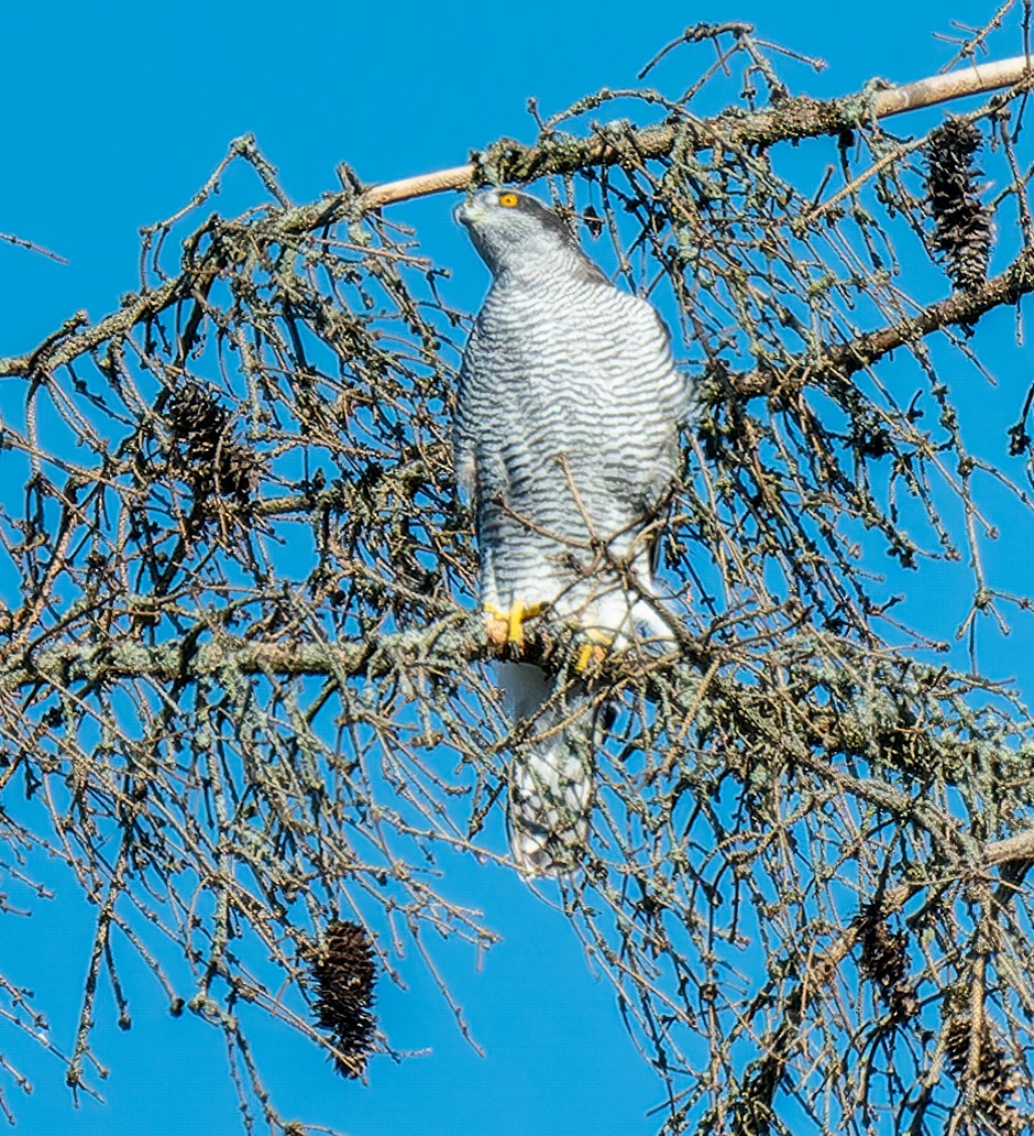 Eurasian Goshawk - ML624217593