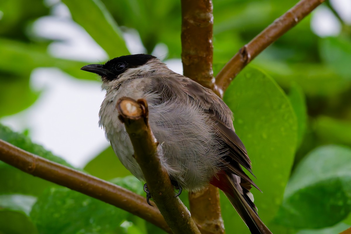 Bulbul Ventridorado - ML624217594