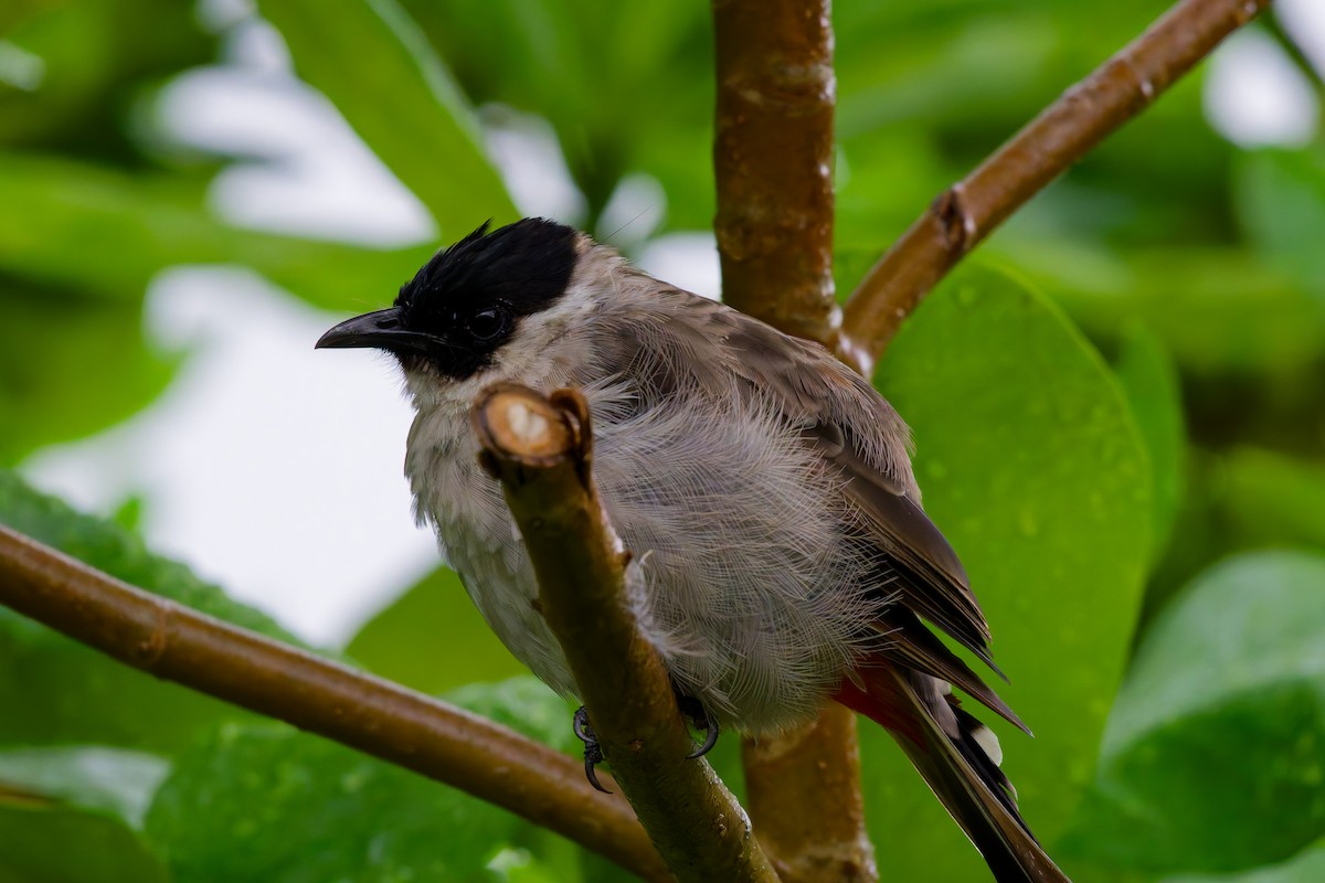 Bulbul Ventridorado - ML624217595