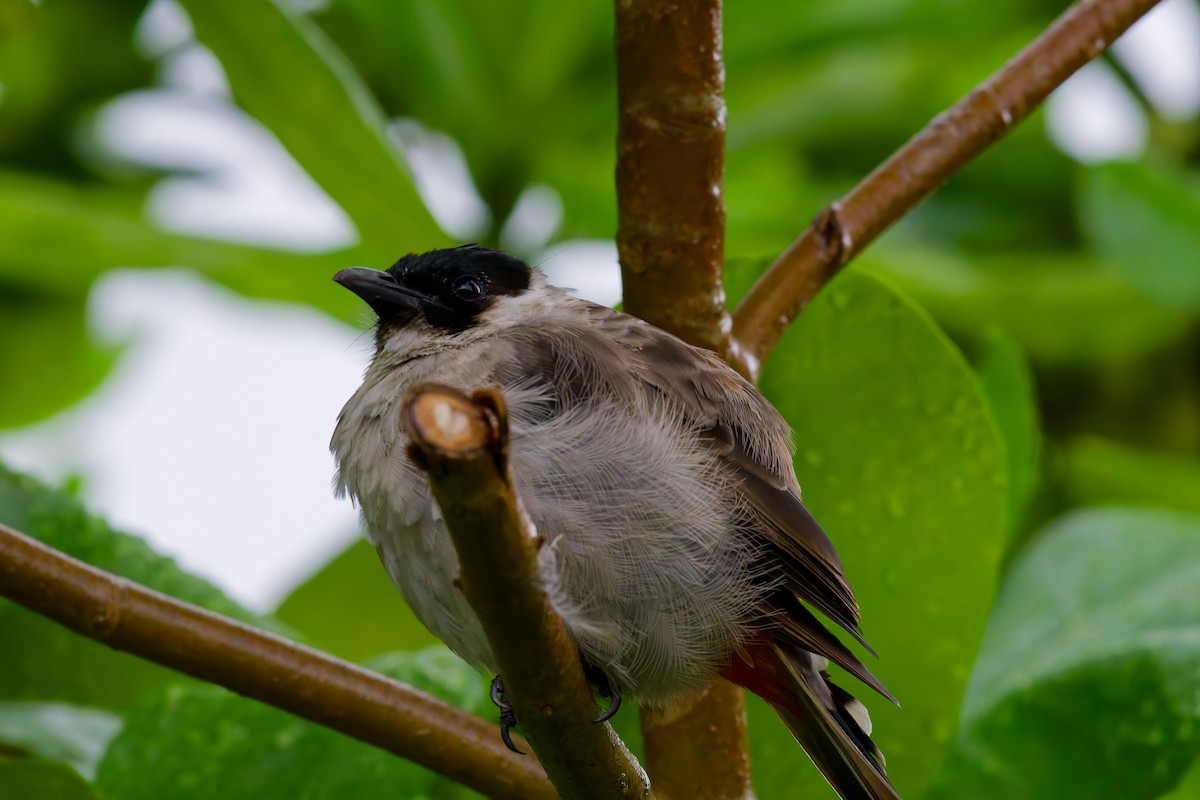 Sooty-headed Bulbul - ML624217596