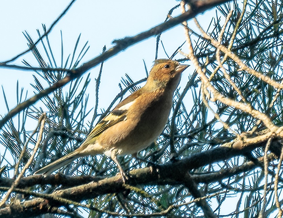 Common Chaffinch - ML624217600