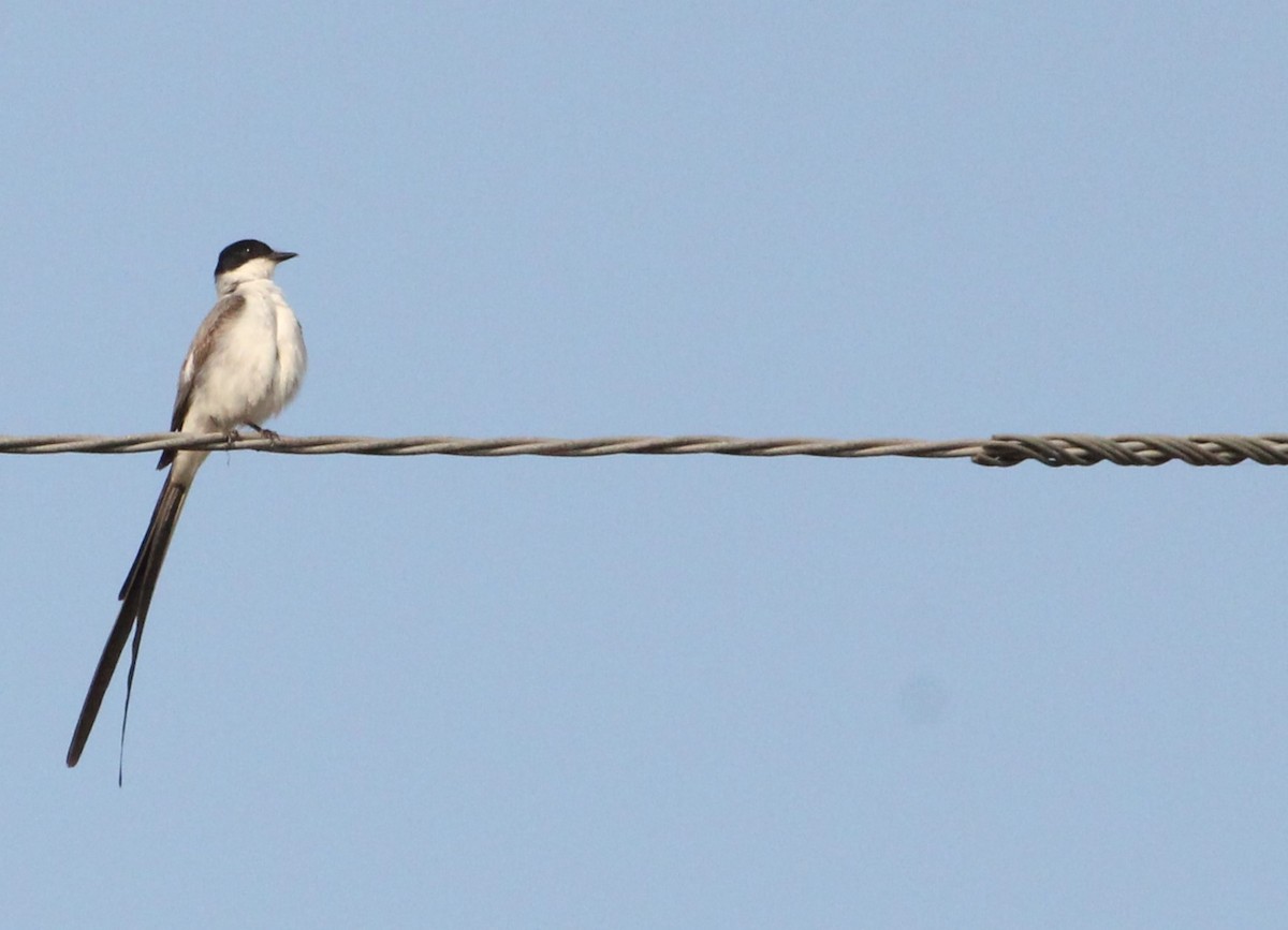 Fork-tailed Flycatcher - ML624217601