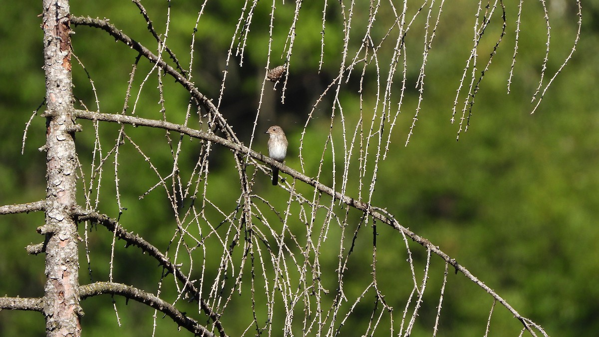 Spotted Flycatcher - ML624217602