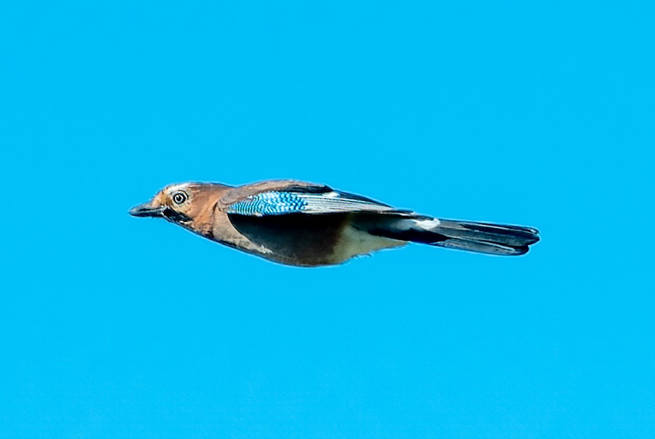 Eurasian Jay - ML624217604