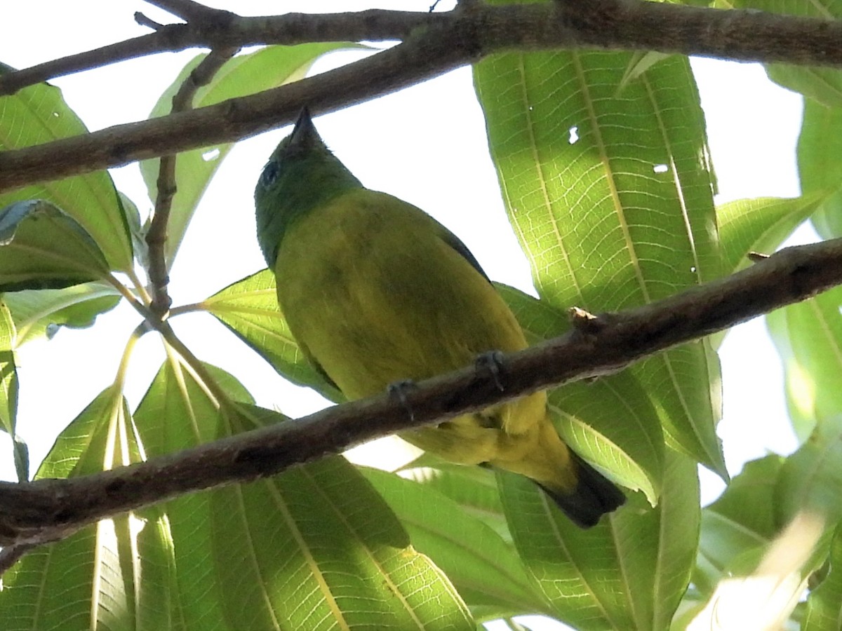 Blue-naped Chlorophonia - ML624217610