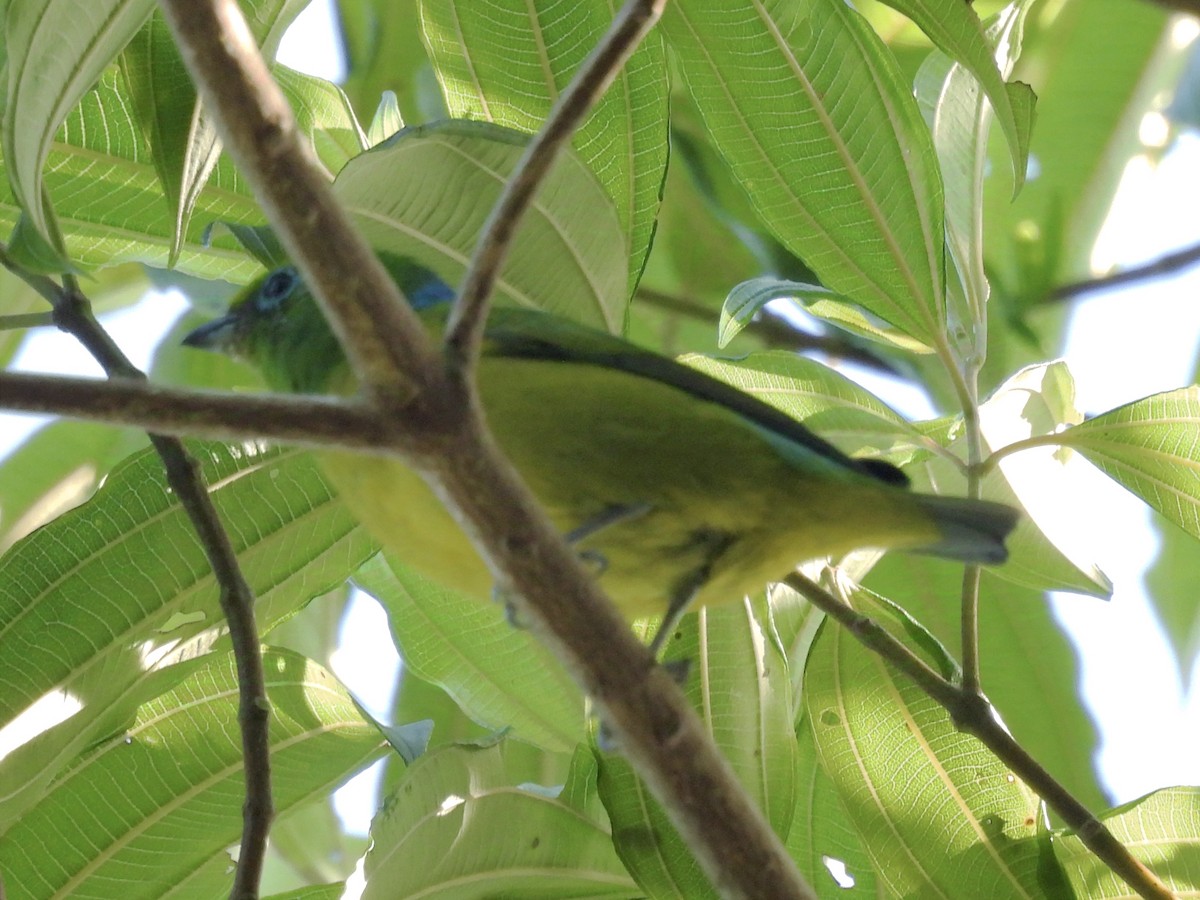 Blue-naped Chlorophonia - ML624217611