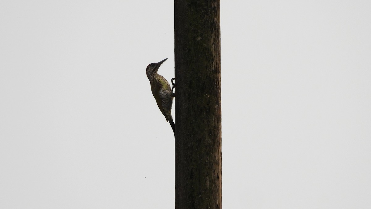 Eurasian Green Woodpecker - ML624217615