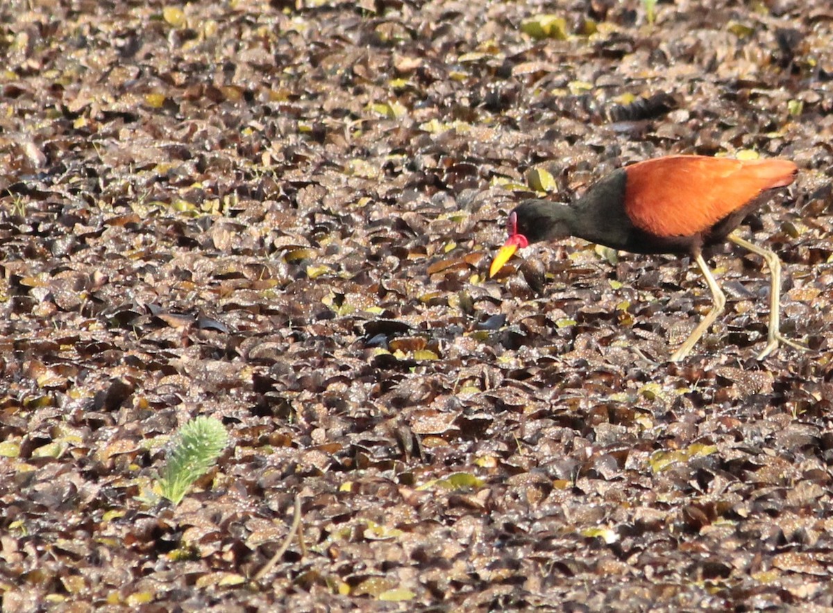 Wattled Jacana - ML624217616