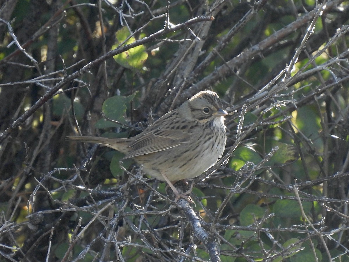 Lincoln's Sparrow - ML624217618