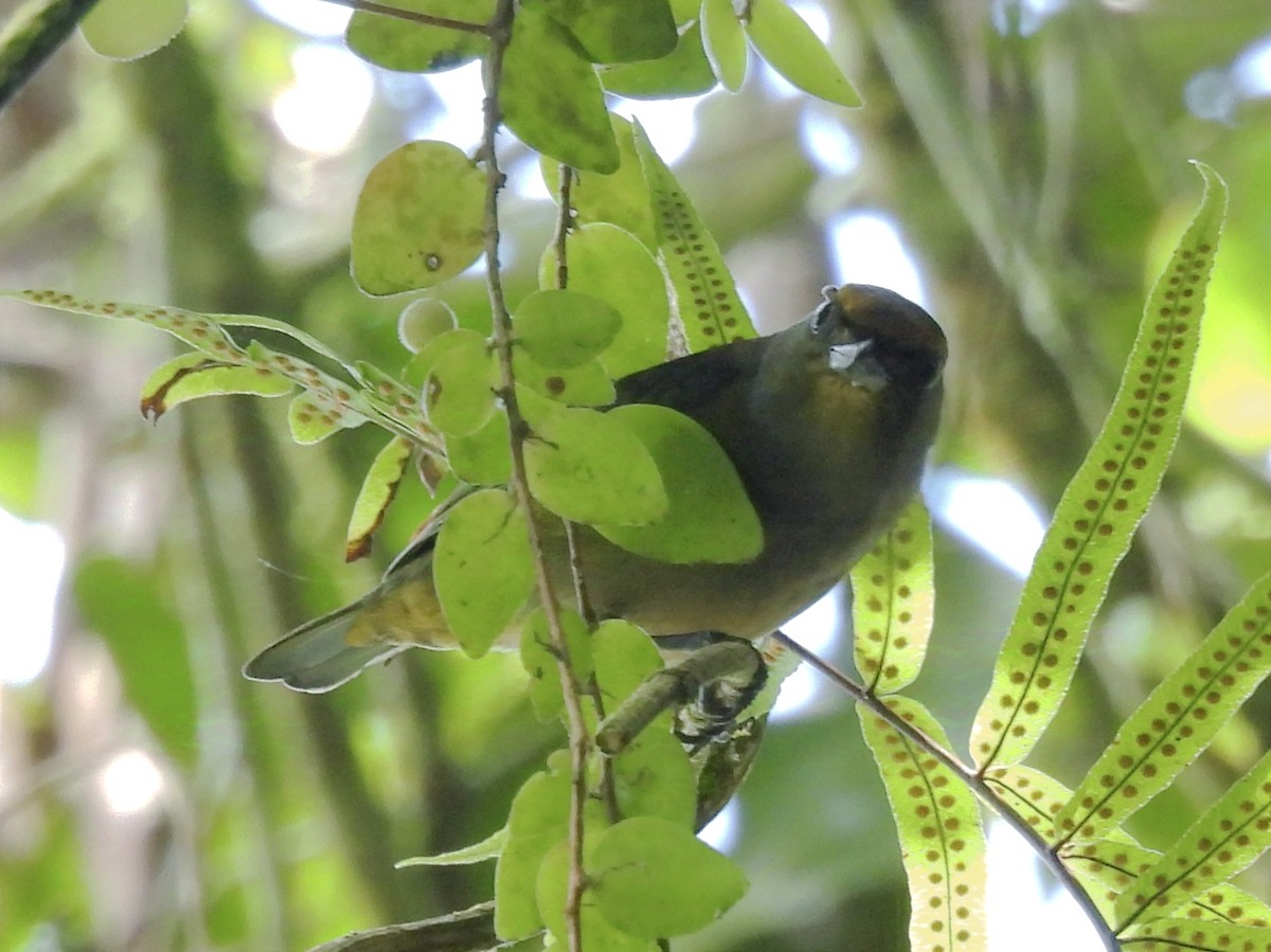 Bronze-green Euphonia - ML624217619