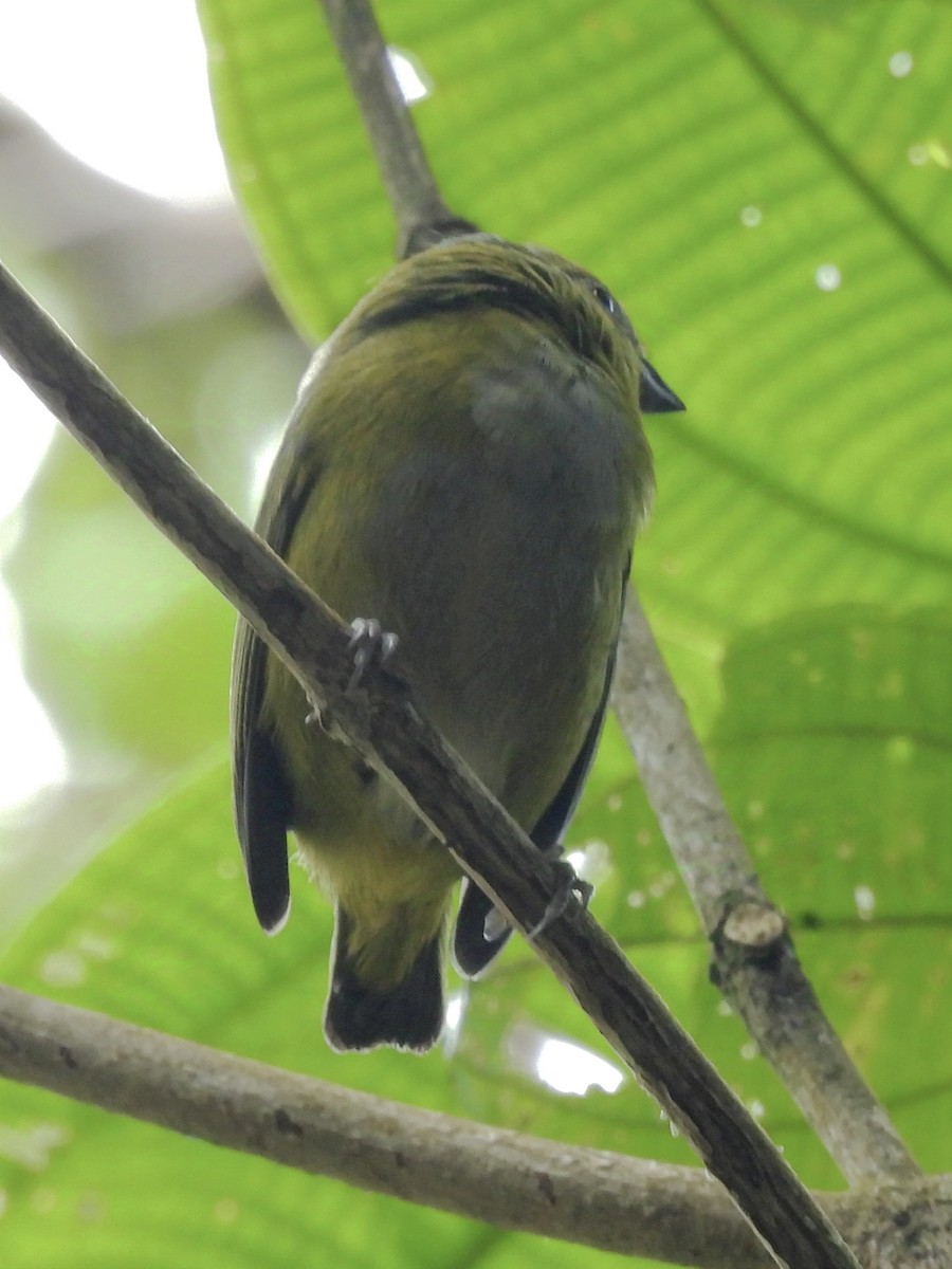 Bronze-green Euphonia - ML624217620