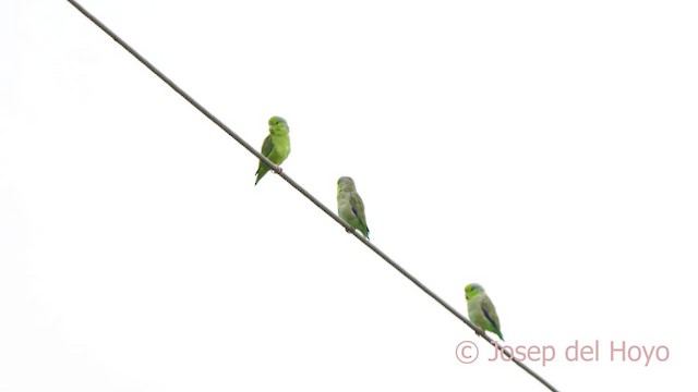 Pacific Parrotlet - ML624217623