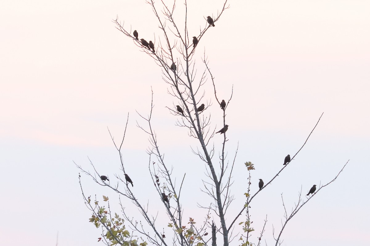 Red-winged Blackbird - ML624217642