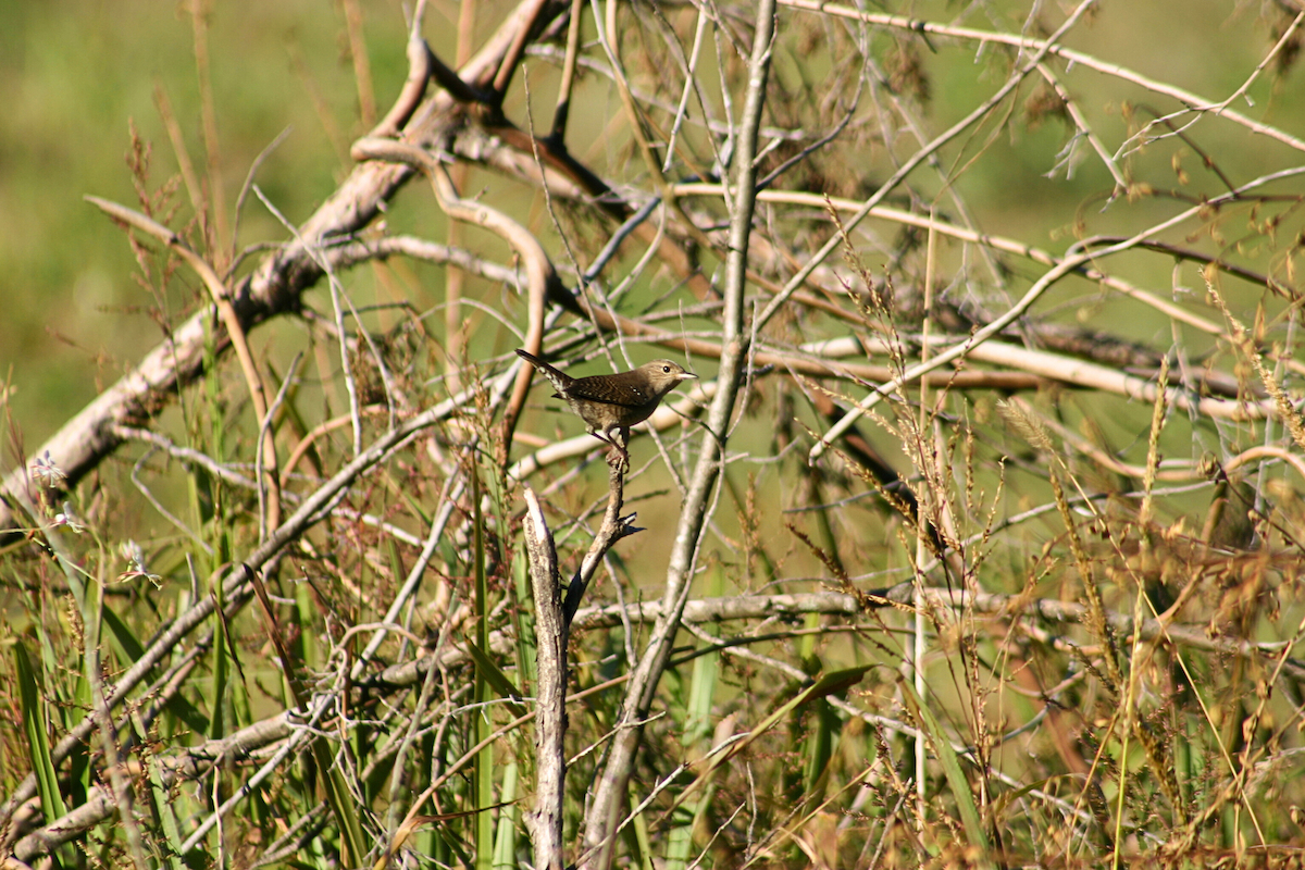 House Wren - ML624217647