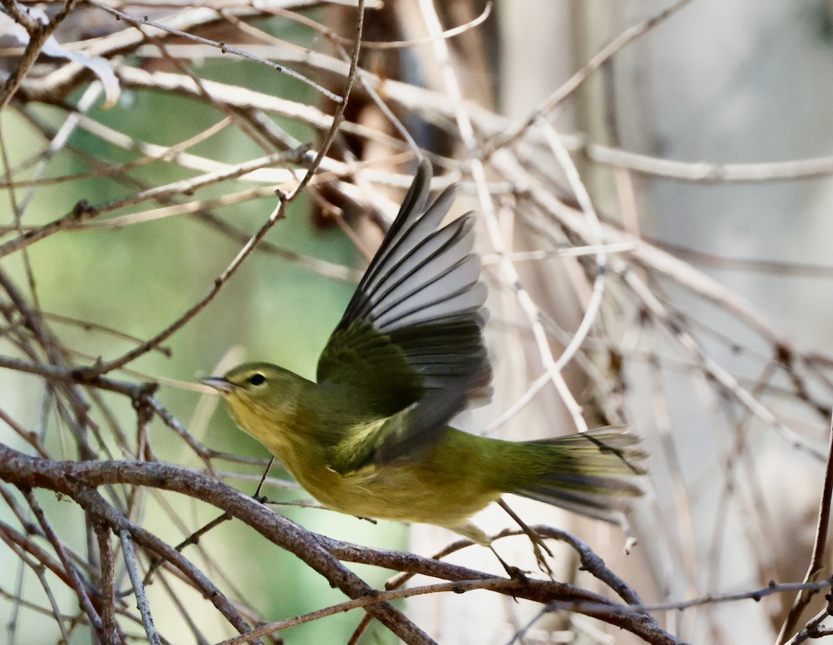 Orange-crowned Warbler - ML624217650