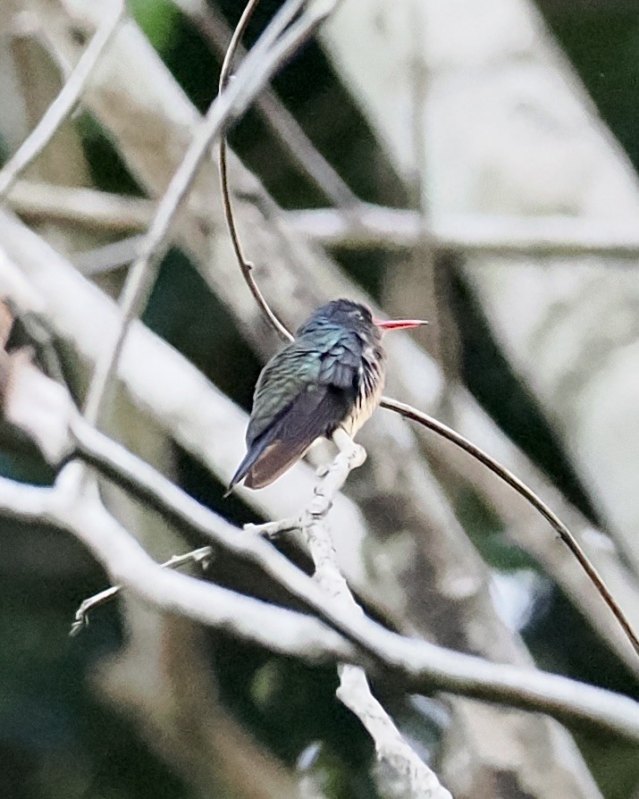 White-chinned Sapphire - ML624217652