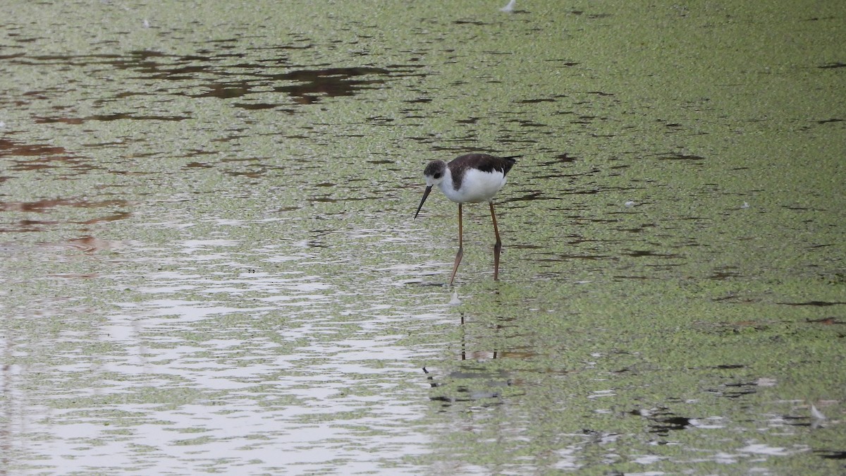 Black-winged Stilt - ML624217654