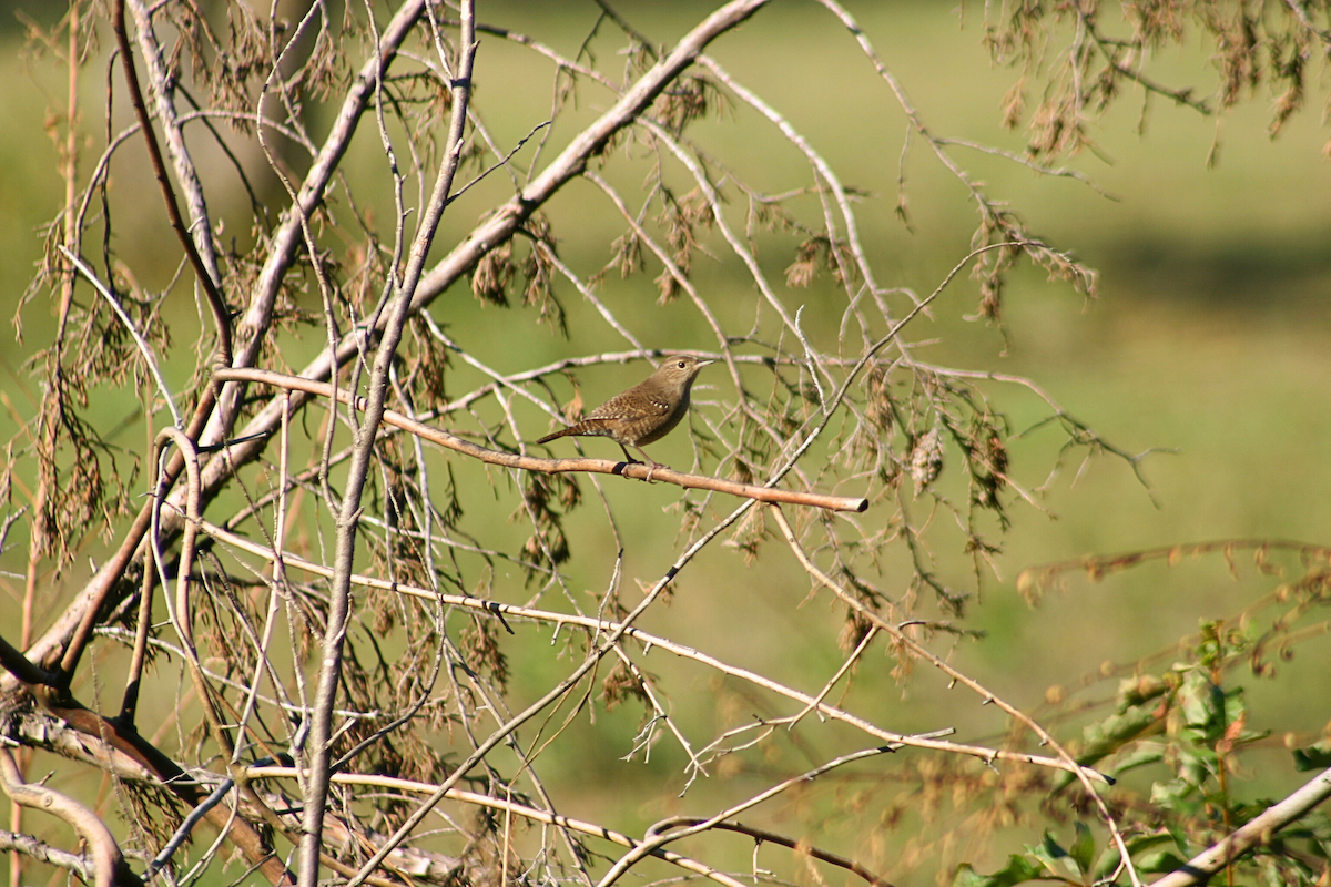 House Wren - ML624217656