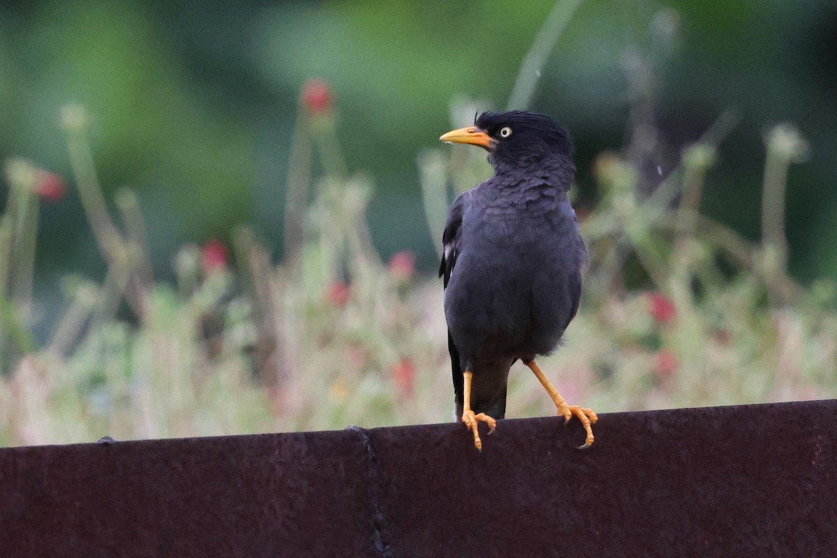 Javan Myna - ML624217658