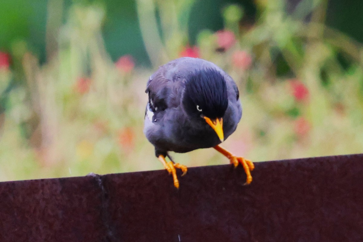 Javan Myna - ML624217660