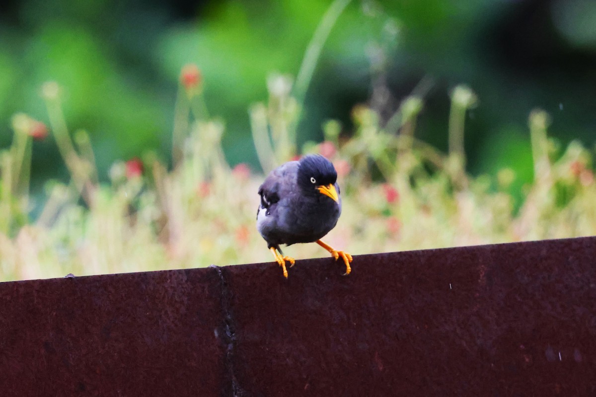 Javan Myna - ML624217662