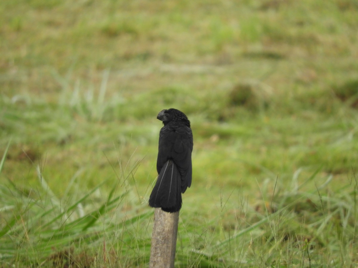 Smooth-billed Ani - ML624217663