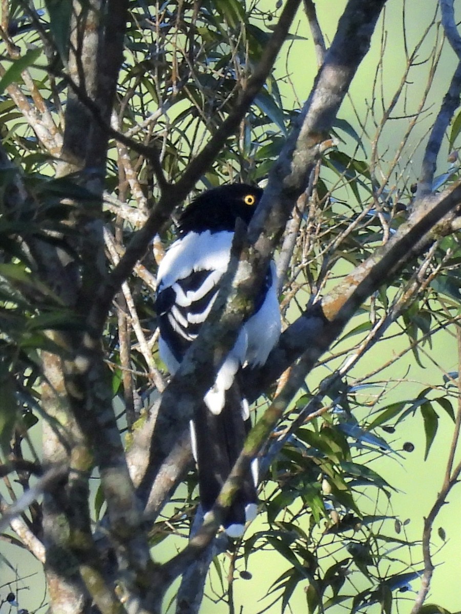 Magpie Tanager - ML624217666