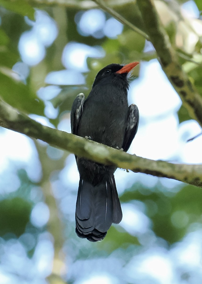 Black Nunbird - Peder Svingen