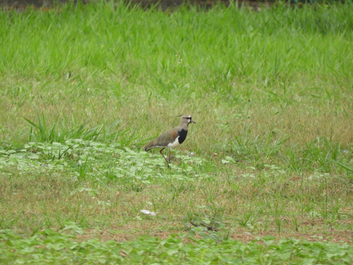 Southern Lapwing - ML624217668