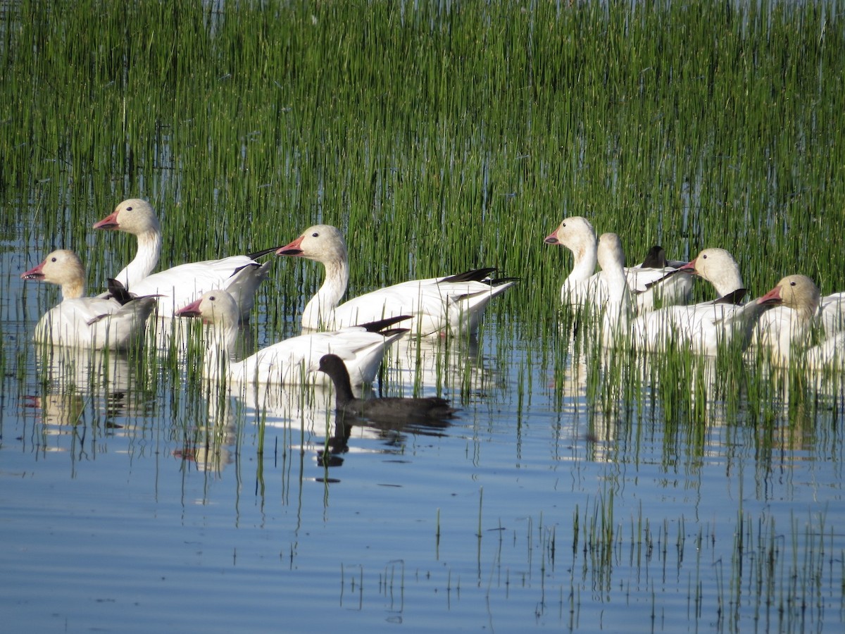 Snow Goose - ML624217669