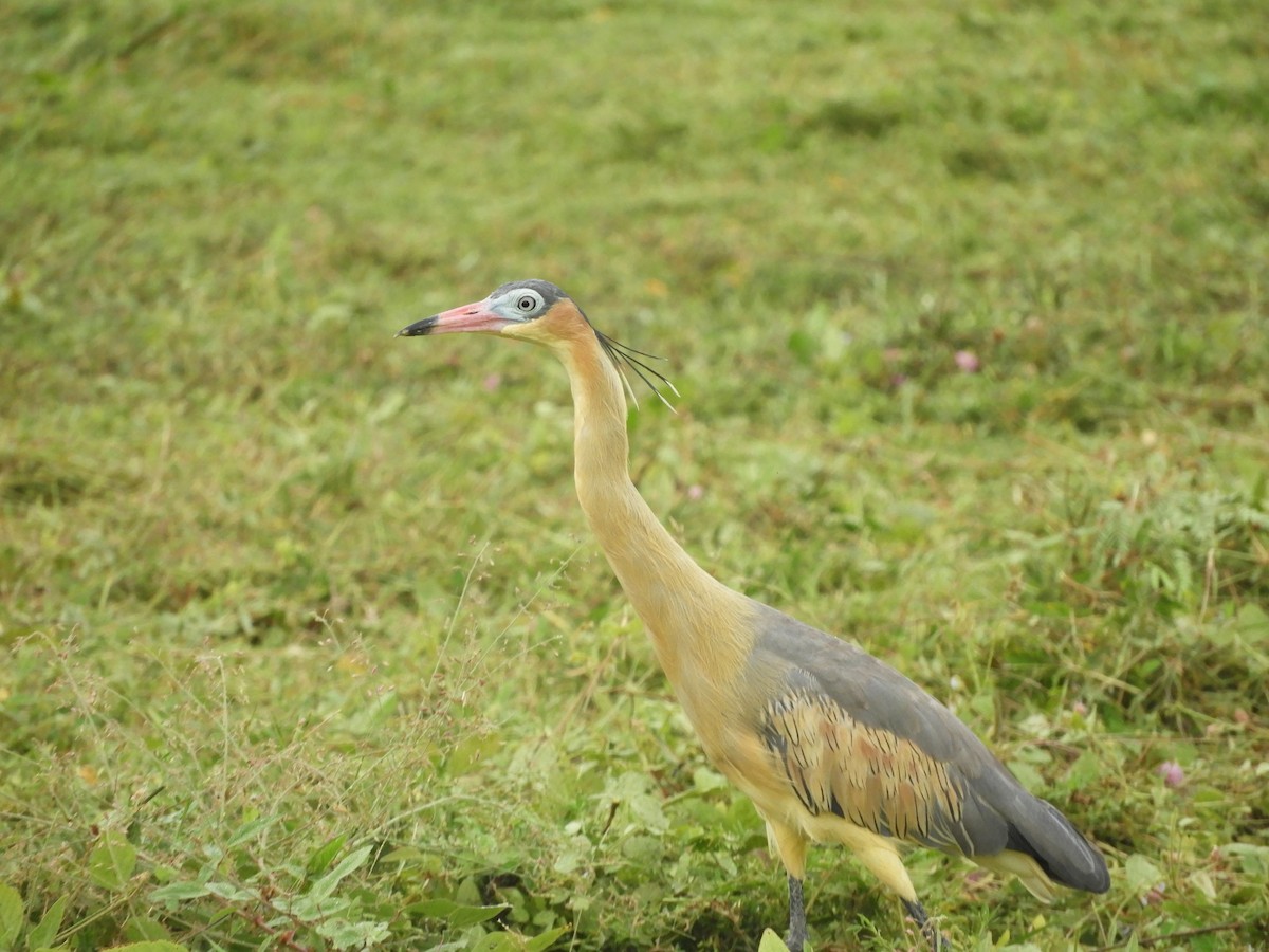 Whistling Heron - ML624217670