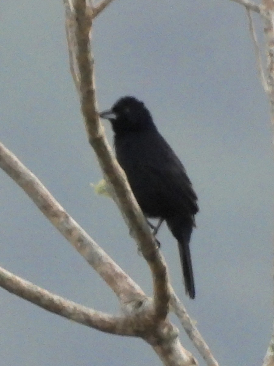 White-lined Tanager - ML624217671