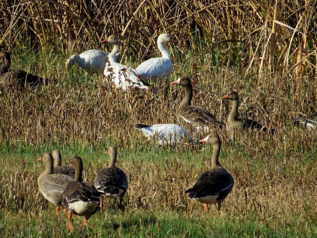 Greater White-fronted Goose - Larry Goodhew