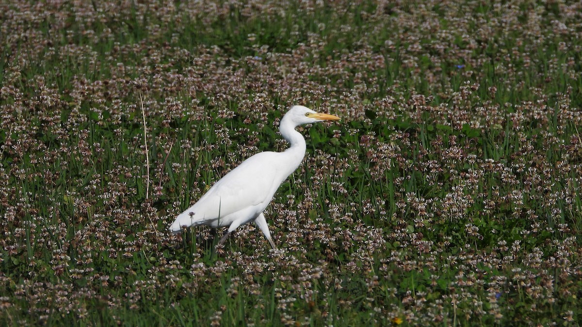 Western Cattle Egret - ML624217673